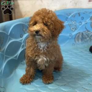 Perry, Miniature Poodle Puppy