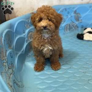 Perry, Miniature Poodle Puppy