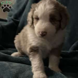 Willow, Aussiedoodle Puppy