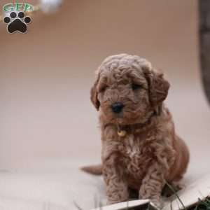 Cinnamon, Mini Labradoodle Puppy