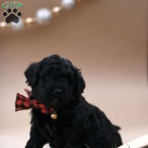 Shadow, Mini Labradoodle Puppy