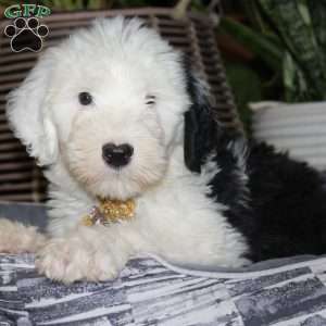 Toffee, Old English Sheepdog Puppy