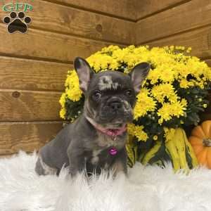 Amber, French Bulldog Puppy