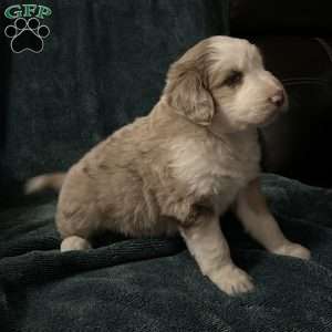 Willow, Aussiedoodle Puppy