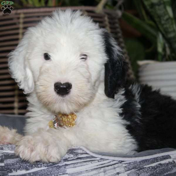 Toffee, Old English Sheepdog Puppy