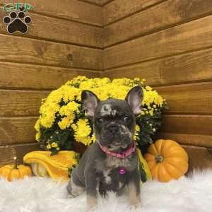 Amber, French Bulldog Puppy