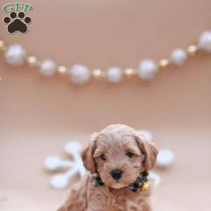 Aspen, Mini Labradoodle Puppy