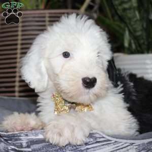 Toffee, Old English Sheepdog Puppy