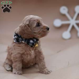 Aspen, Mini Labradoodle Puppy