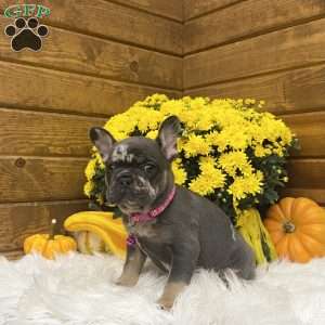 Amber, French Bulldog Puppy