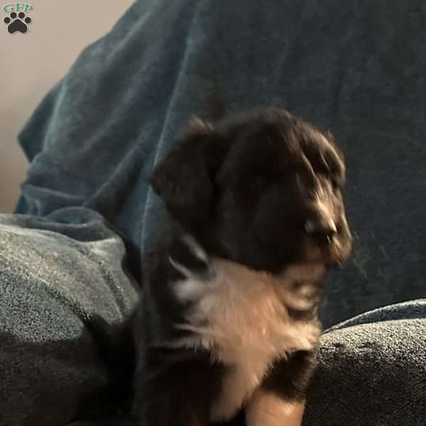 Teddy, Aussiedoodle Puppy