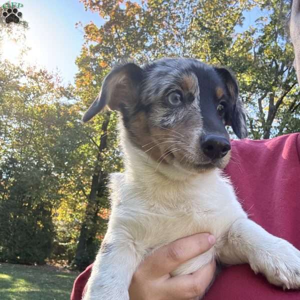 Willow, Dorgi Puppy