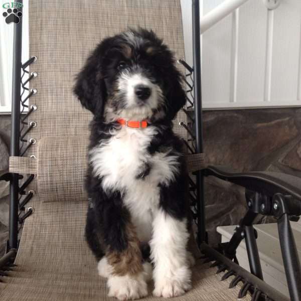 Lexi, Bernedoodle Puppy