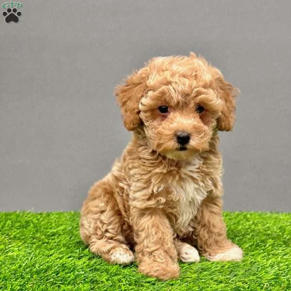 Maggie, Toy Poodle Puppy