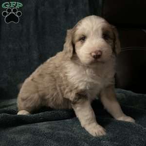 Willow, Aussiedoodle Puppy