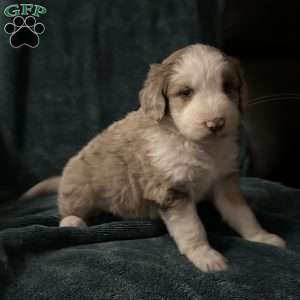 Willow, Aussiedoodle Puppy