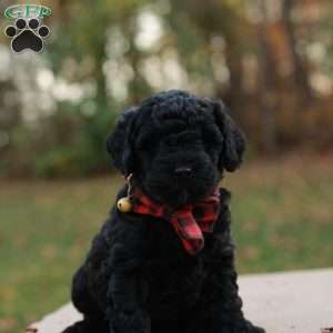 Ace, Mini Labradoodle Puppy