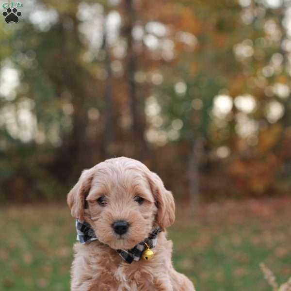 Aspen, Mini Labradoodle Puppy