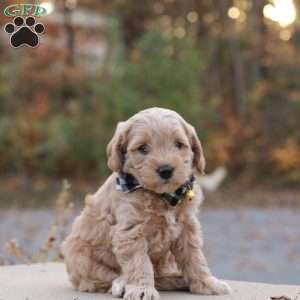 Aspen, Mini Labradoodle Puppy