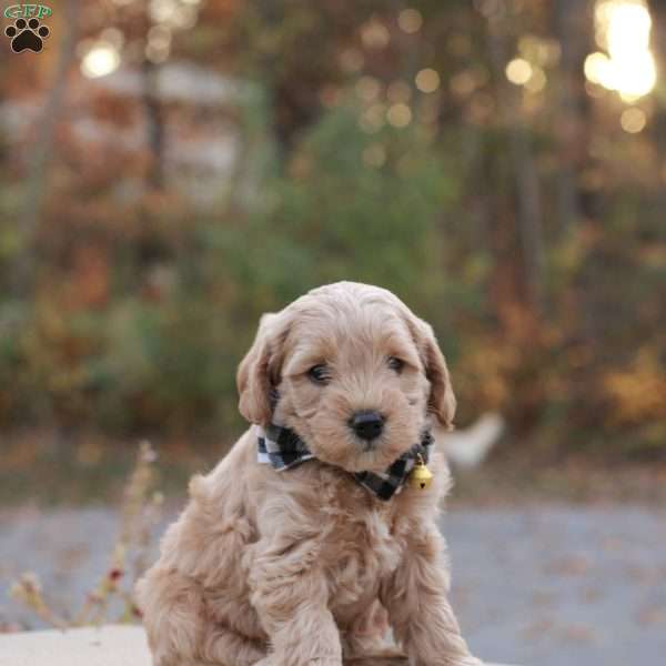 Aspen, Mini Labradoodle Puppy