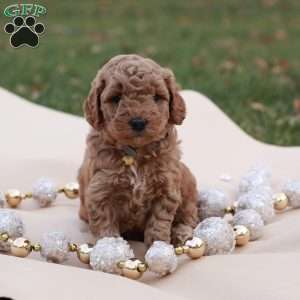 Cinnamon, Mini Labradoodle Puppy