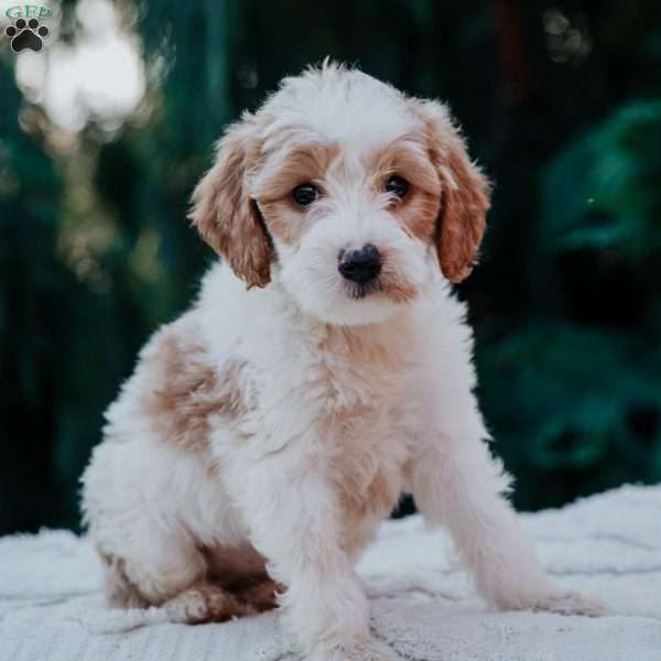 Tessa, Mini Goldendoodle Puppy