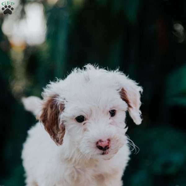 Tina, Mini Goldendoodle Puppy