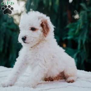 Tanner, Mini Goldendoodle Puppy