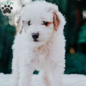 Tanner, Mini Goldendoodle Puppy