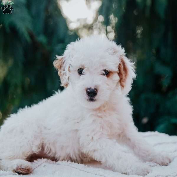 Tanner, Mini Goldendoodle Puppy