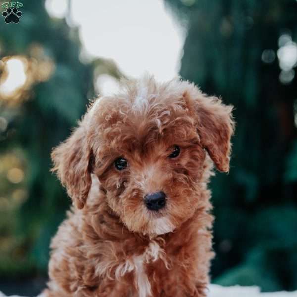 Tex, Mini Goldendoodle Puppy