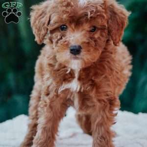 Tex, Mini Goldendoodle Puppy