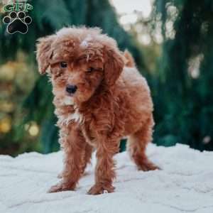 Tex, Mini Goldendoodle Puppy