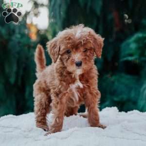 Tex, Mini Goldendoodle Puppy