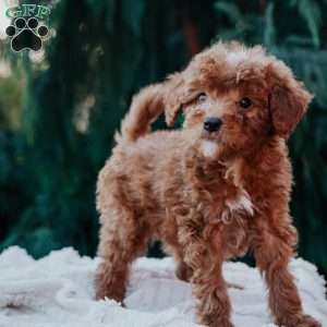 Tex, Mini Goldendoodle Puppy