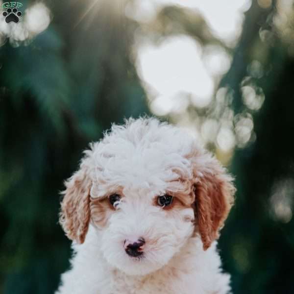 Tito, Mini Goldendoodle Puppy