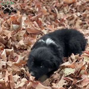 Benjie, Miniature Australian Shepherd Puppy