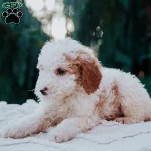 Tito, Mini Goldendoodle Puppy