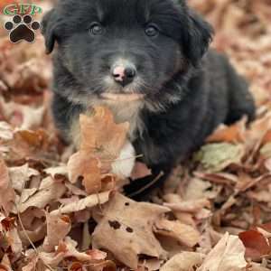 Benjie, Miniature Australian Shepherd Puppy