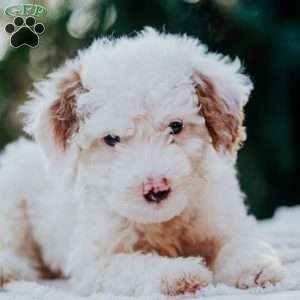 Tito, Mini Goldendoodle Puppy