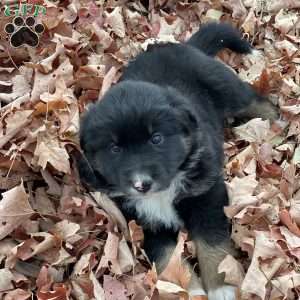 Benjie, Miniature Australian Shepherd Puppy