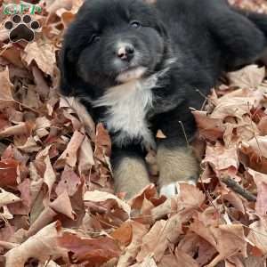 Benjie, Miniature Australian Shepherd Puppy