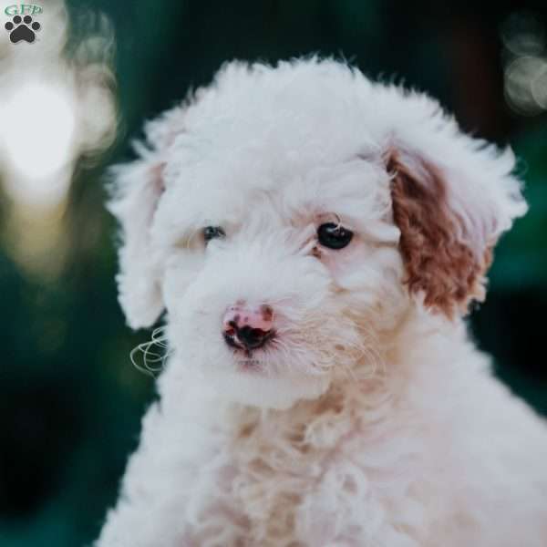 Tommy, Mini Goldendoodle Puppy