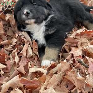 Benjie, Miniature Australian Shepherd Puppy