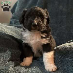 Teddy, Aussiedoodle Puppy