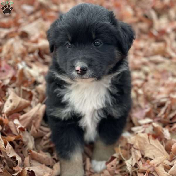 Benjie, Miniature Australian Shepherd Puppy