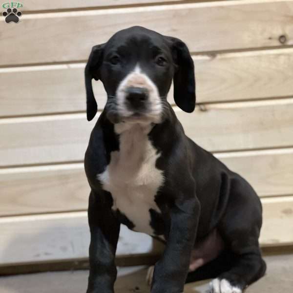 Travis, Great Dane Puppy