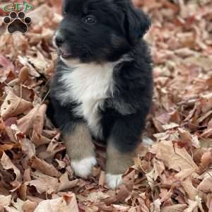 Benjie, Miniature Australian Shepherd Puppy