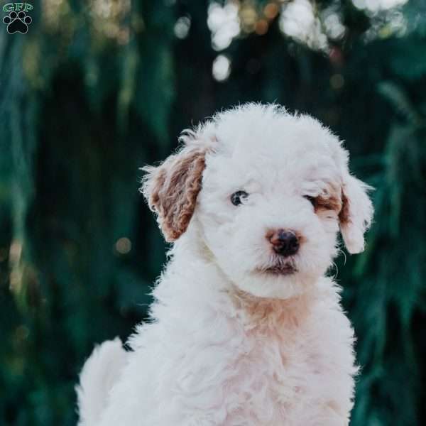 Tyson, Mini Goldendoodle Puppy