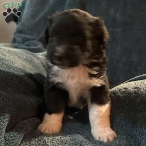 Teddy, Aussiedoodle Puppy